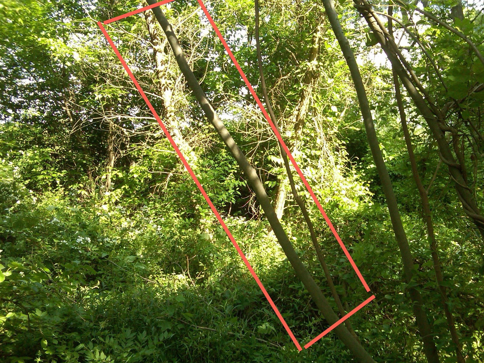 Homemade Maple Tree Bow and Arrow 8 Steps Instructables