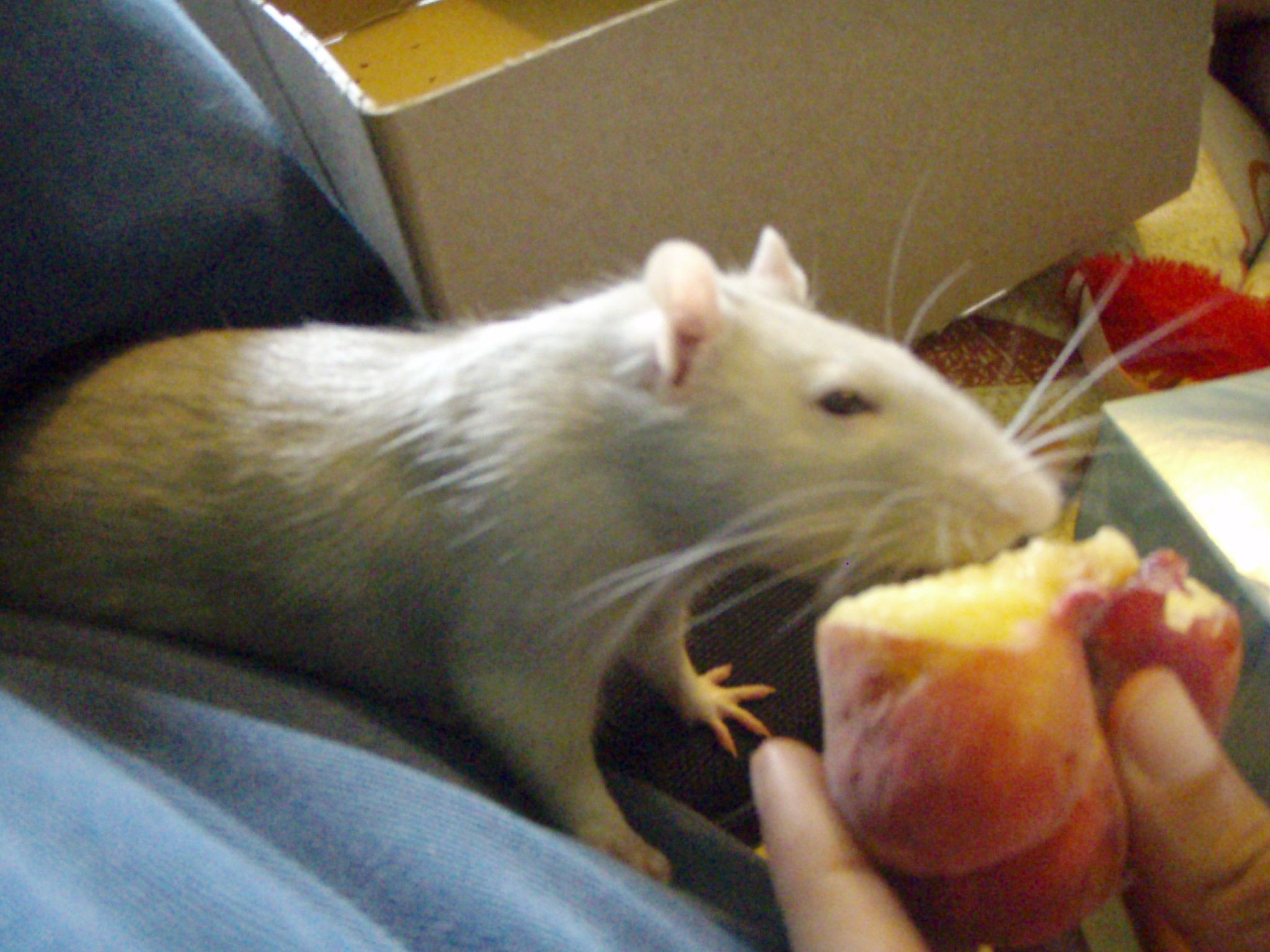 How to Bathe a Rat, THE NICE, NO FUSS WAY 5 Steps Instructables