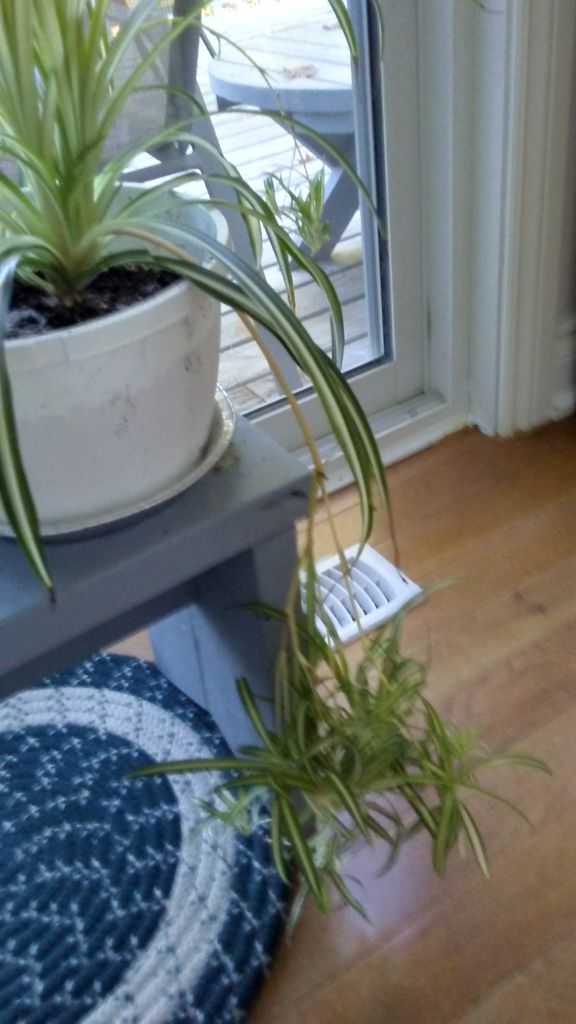 How to Multiply Your Spider Plants 4 Steps (with