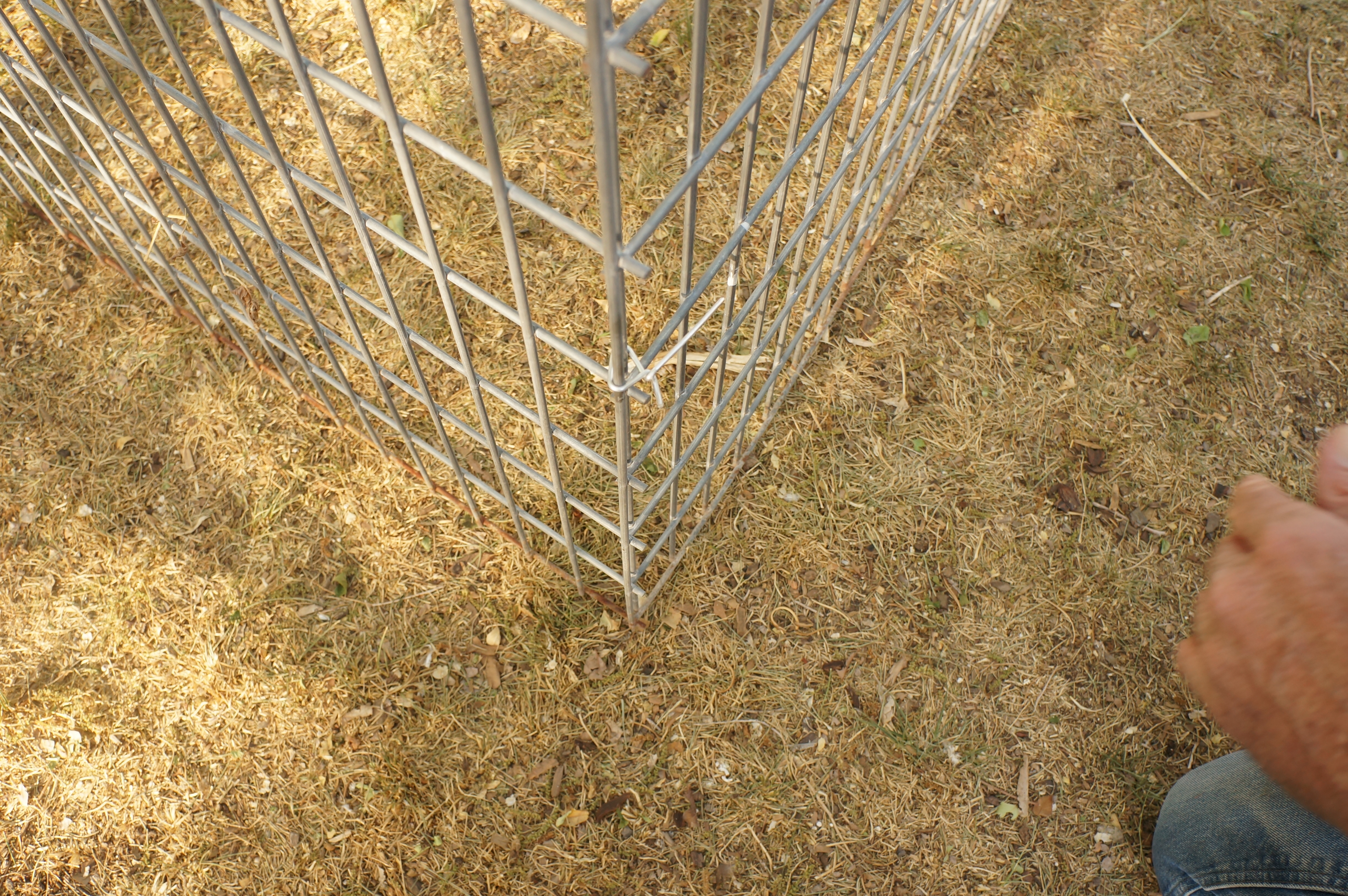 hog panel dog pen