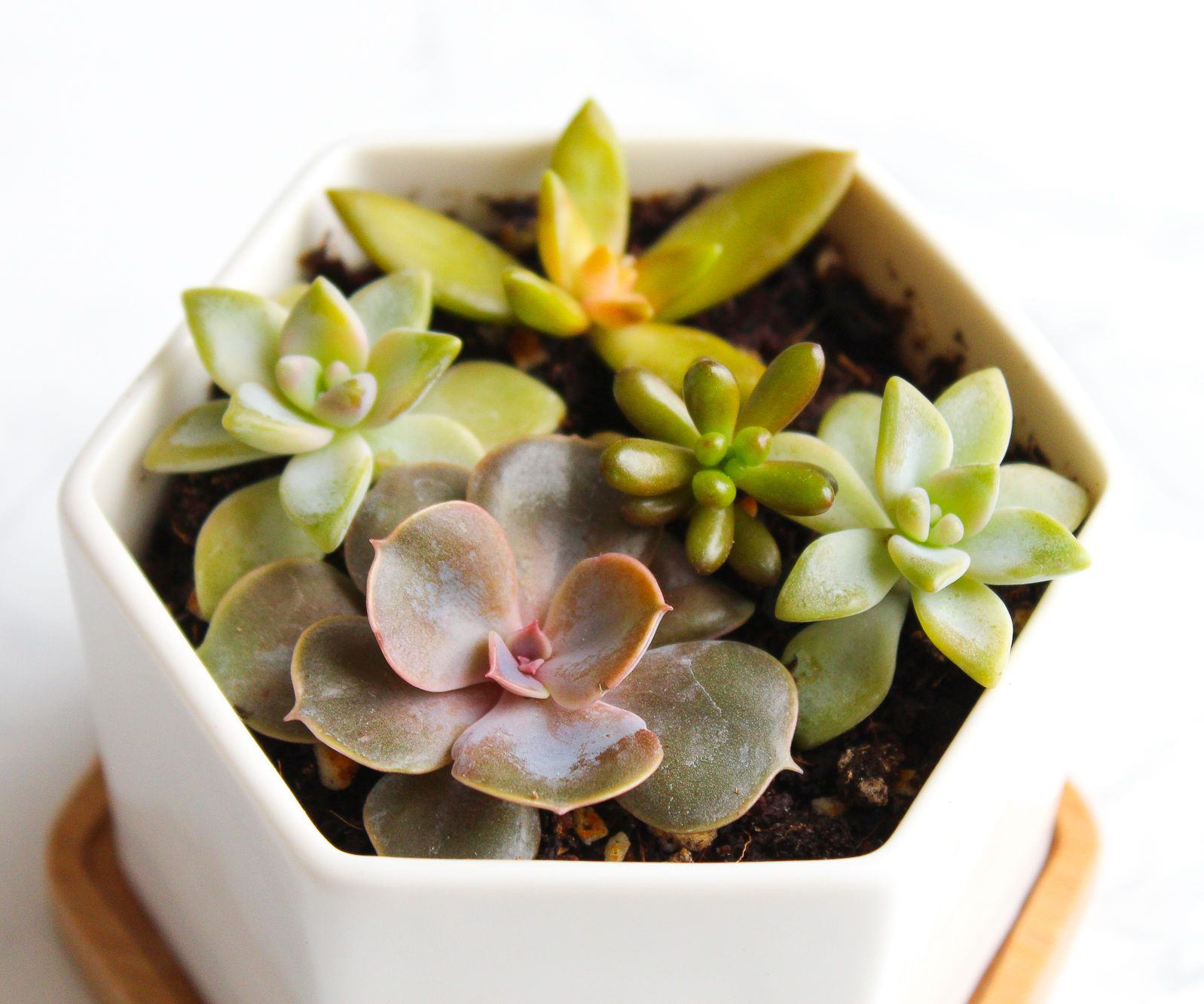How to Take & Grow Succulents From Cuttings 5 Steps (with Pictures