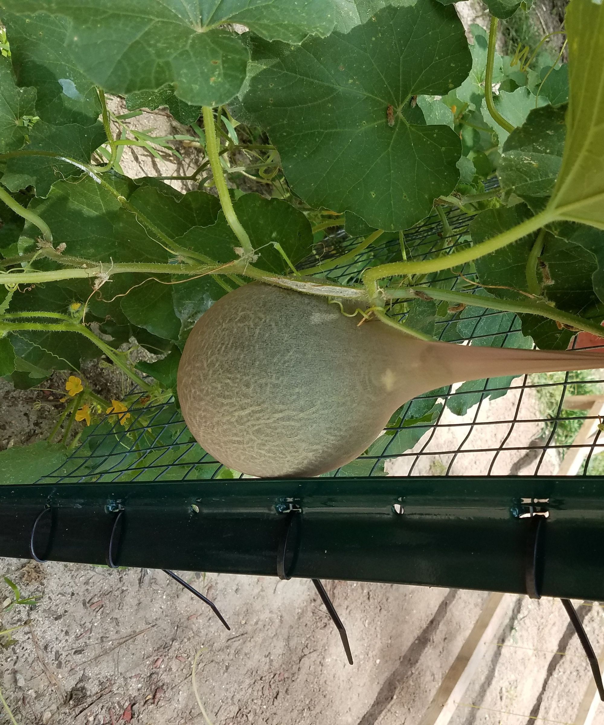 Pantyhose Melons