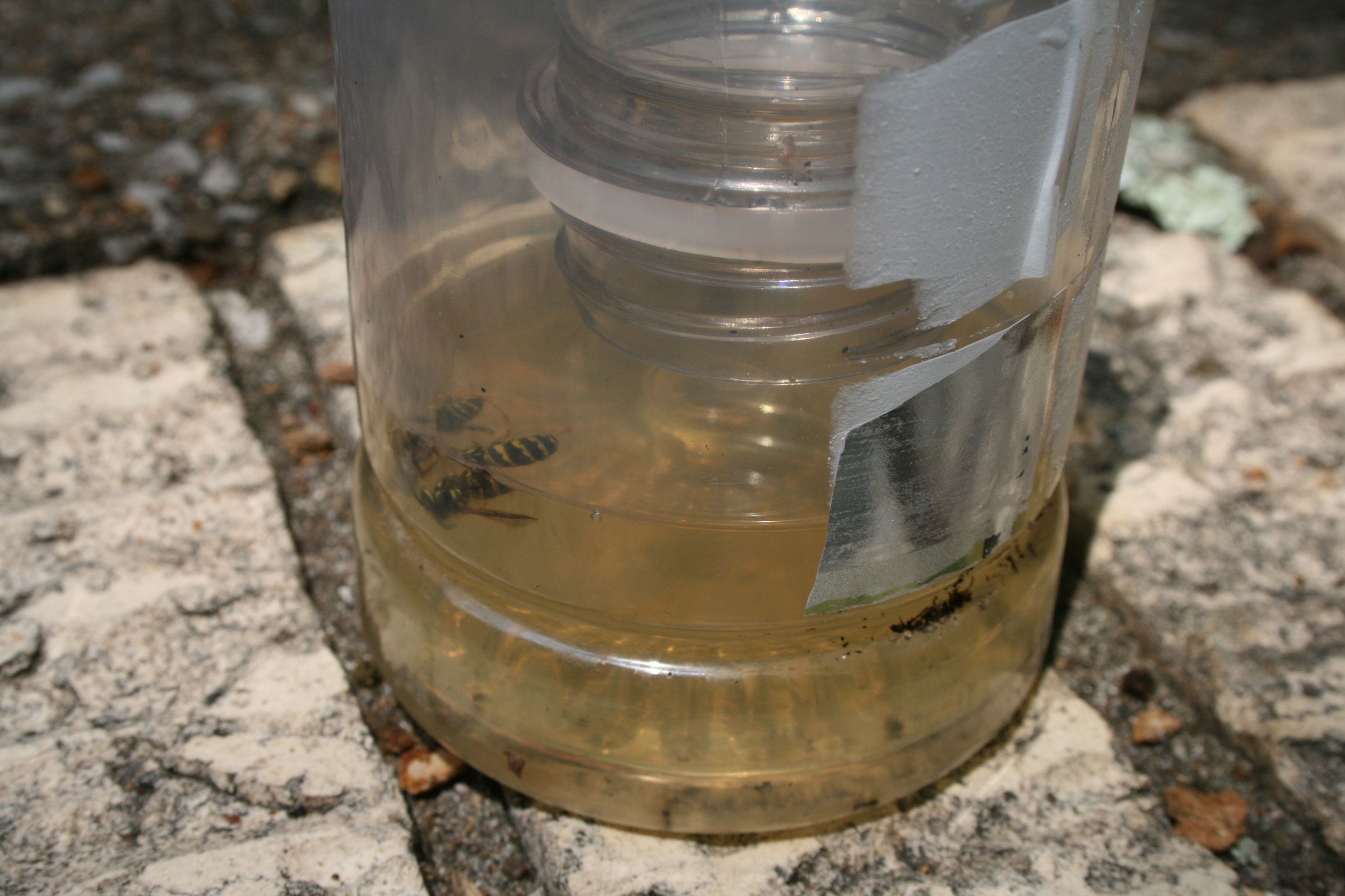 DIY Yellow Jacket Bottle Trap 8 Steps (with Pictures) Instructables