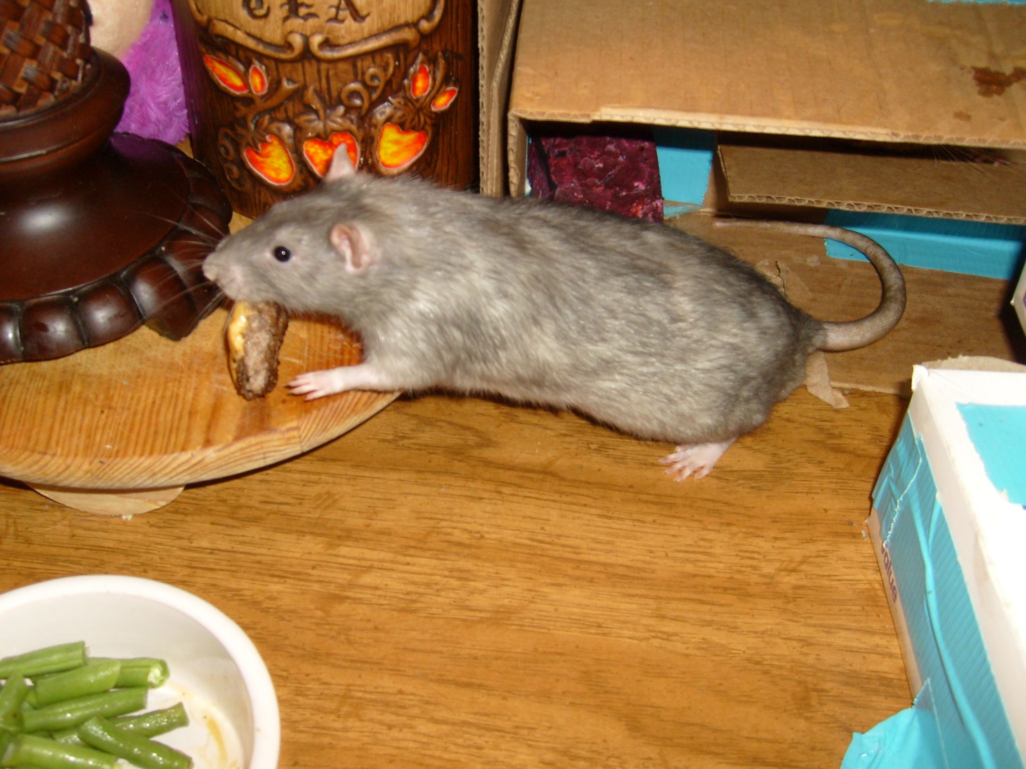 How To Pet Rats 8 Steps Instructables