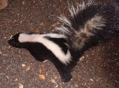 How To Evict A Skunk Out From Under Your House For Less Than 5 4 Steps Instructables