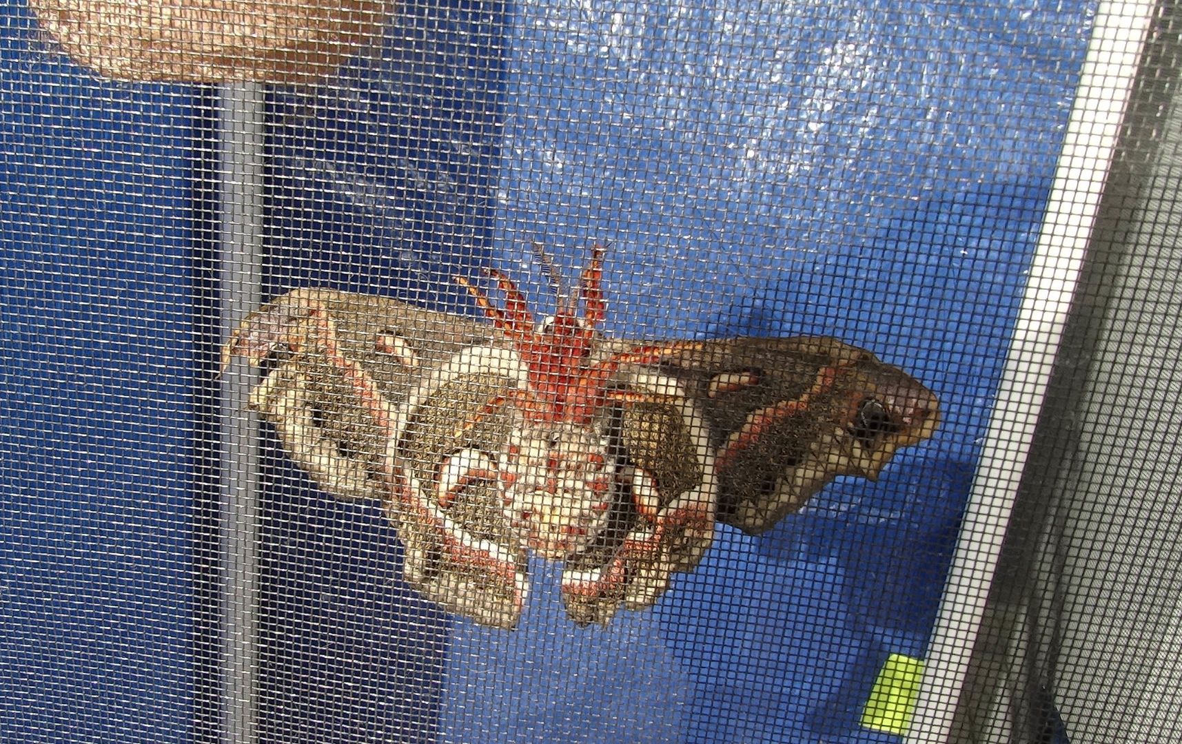 Raising Giant Silk Moths 15 Steps (with Pictures) Instructables