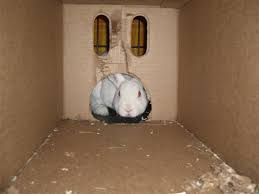 bunny hidey house