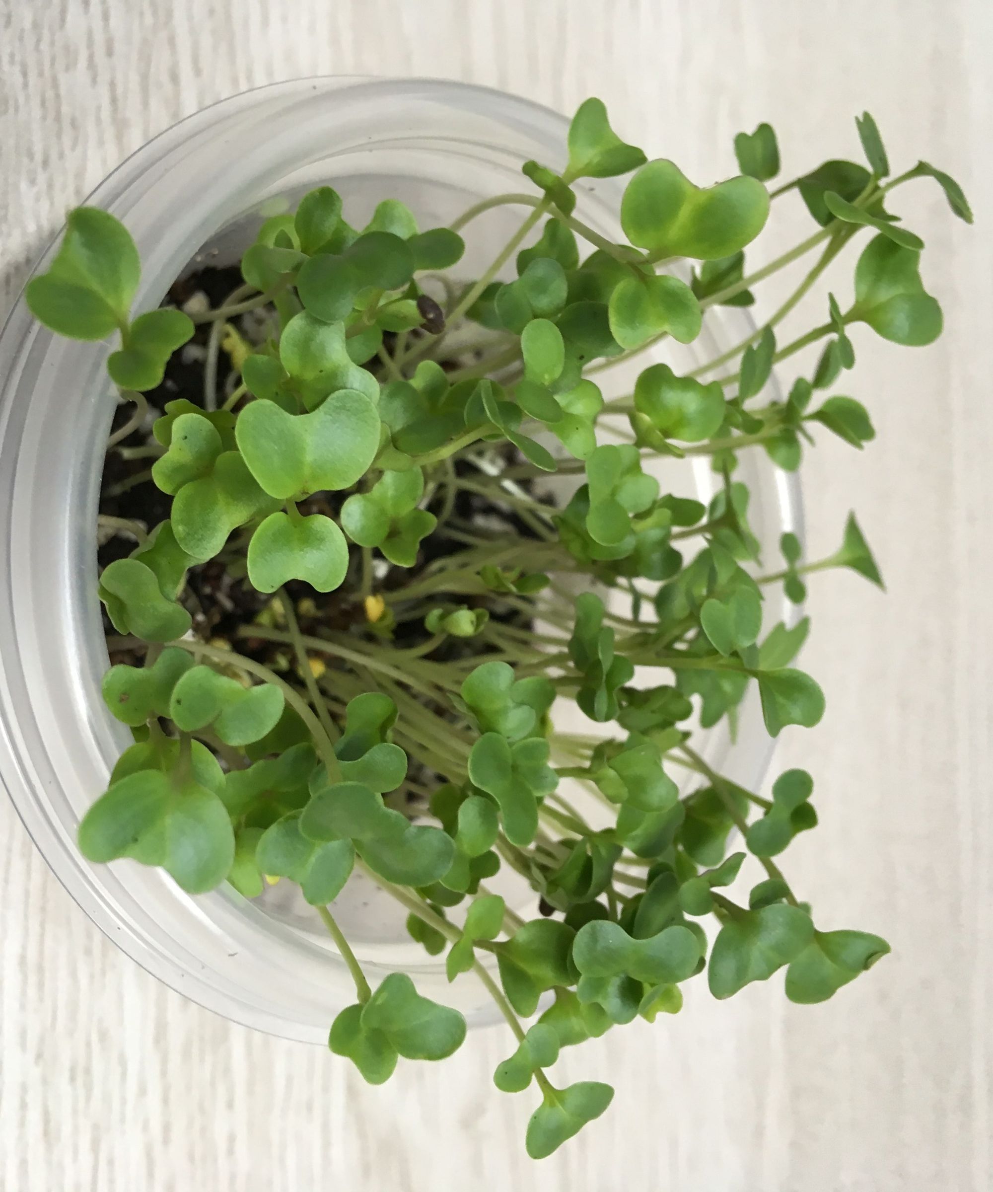 Office Farming : Growing Broccoli Microgreens Indoor