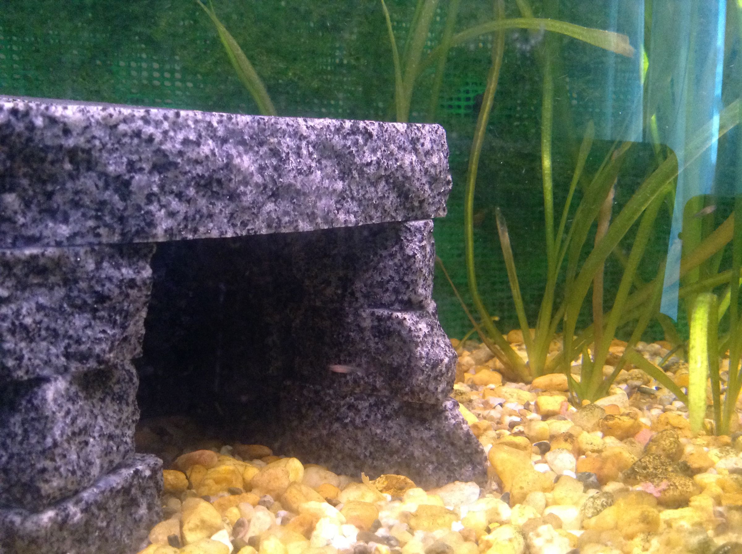 How to Build Aquarium. 6 Steps (with Pictures) Instructables