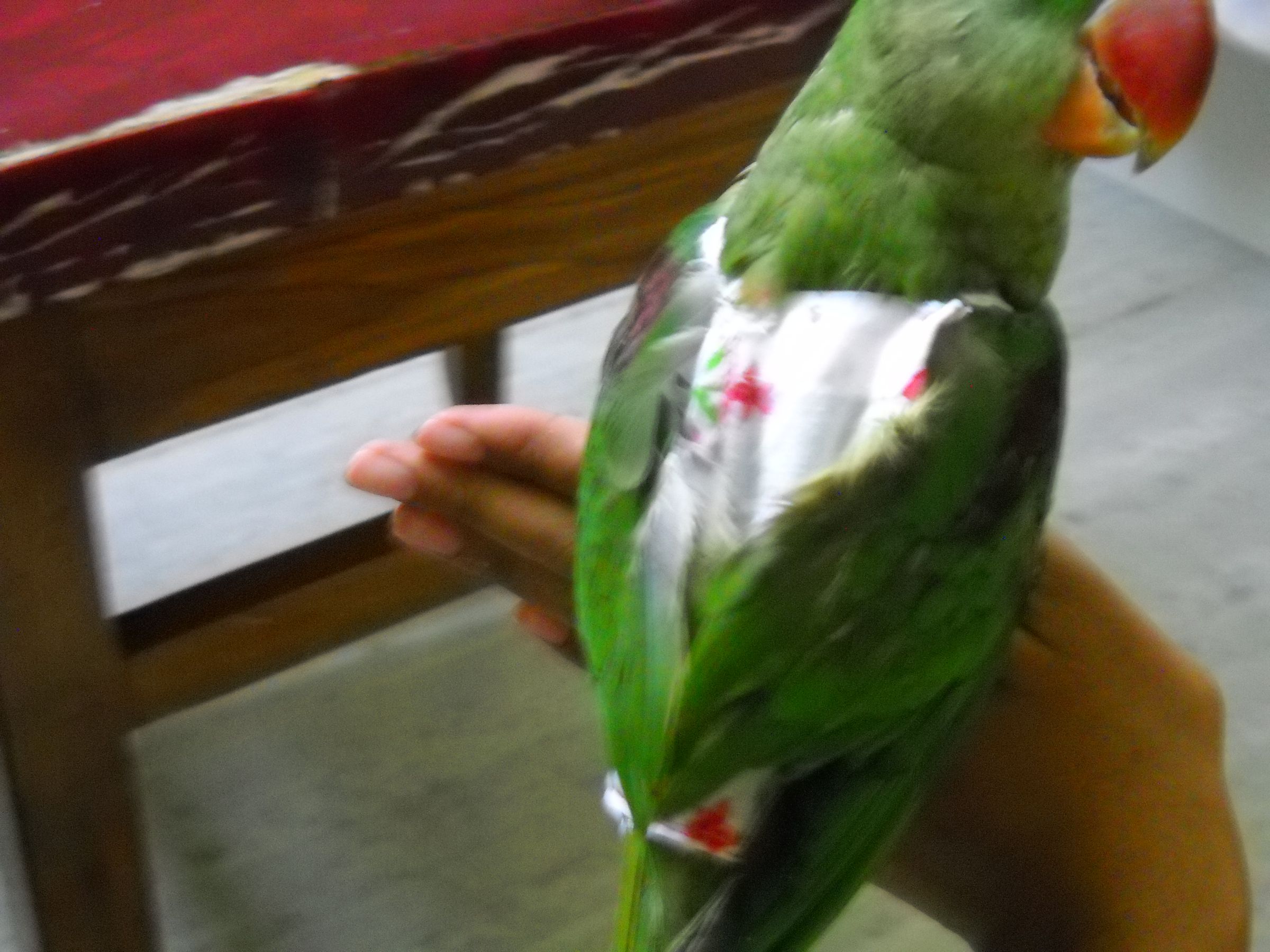 little bird diapers