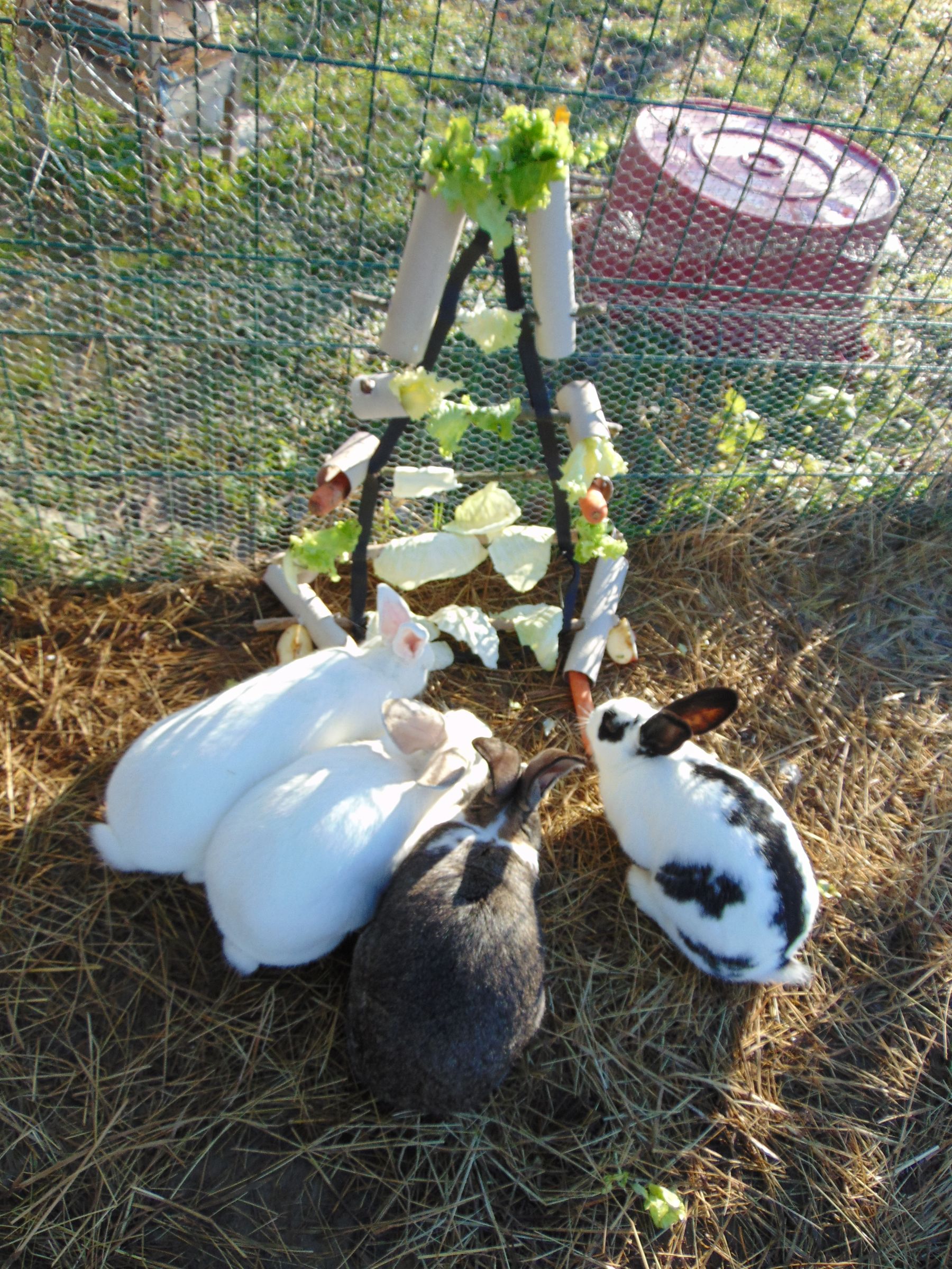 DIY Edible Christmas Tree for Bunnies (with Pictures) Instructables