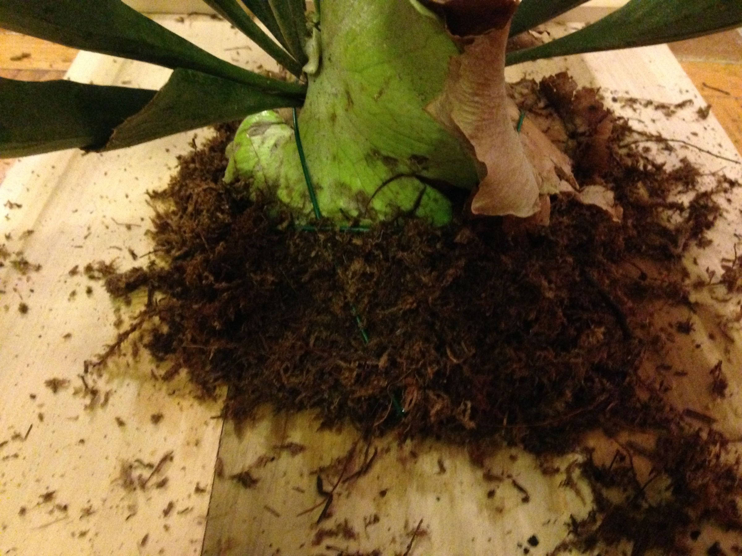Plant Taxidermy Mounting a Staghorn Fern 10 Steps Instructables