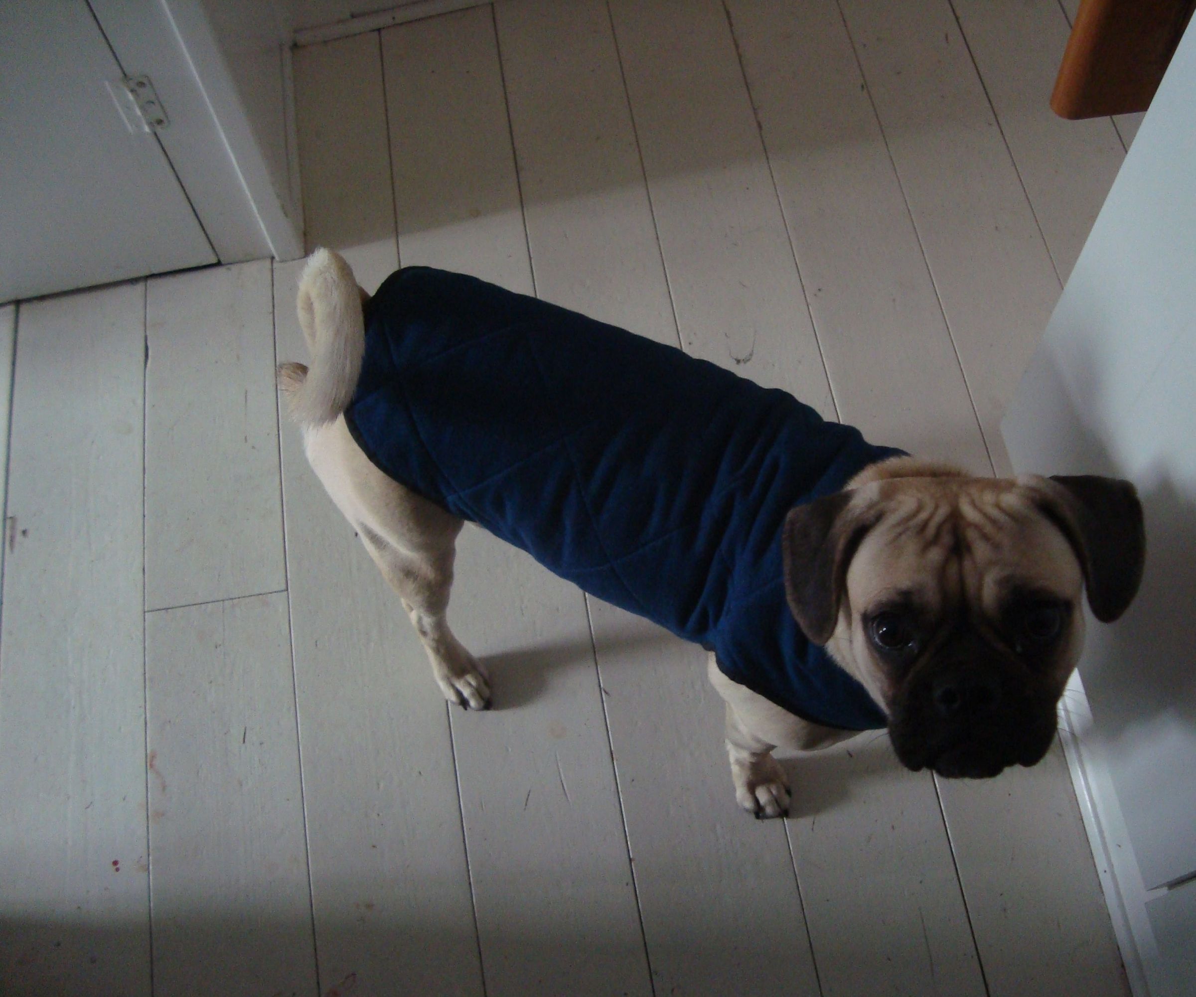 personalized dog coat