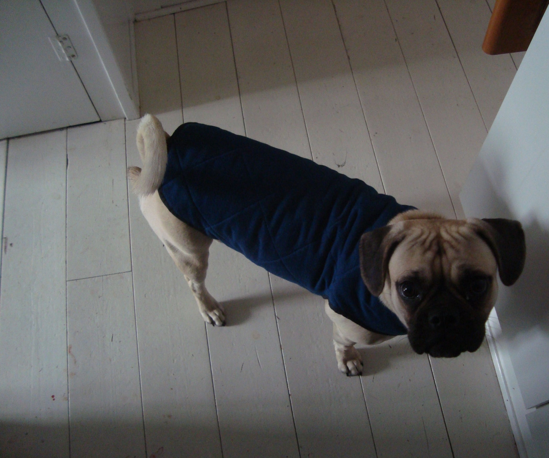 Custom Dog Coat 7 Steps Instructables