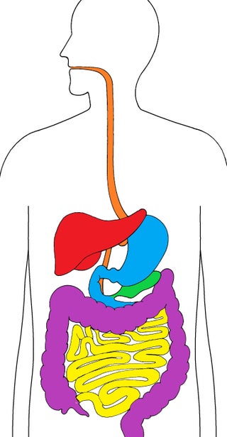 Our Digestive System 3 Steps Instructables Our Digestive System 3 Steps Instructables