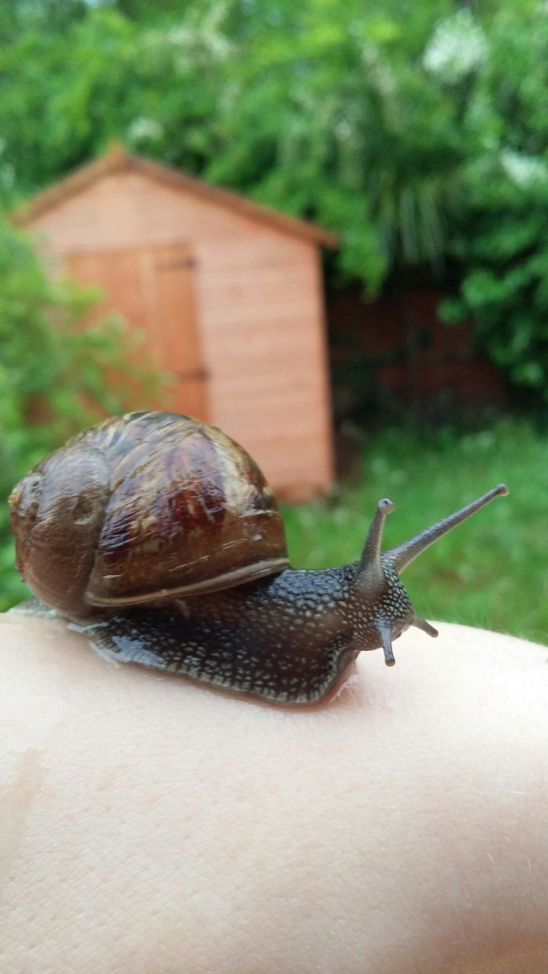 Snail Care and House 7 Steps (with Pictures) Instructables