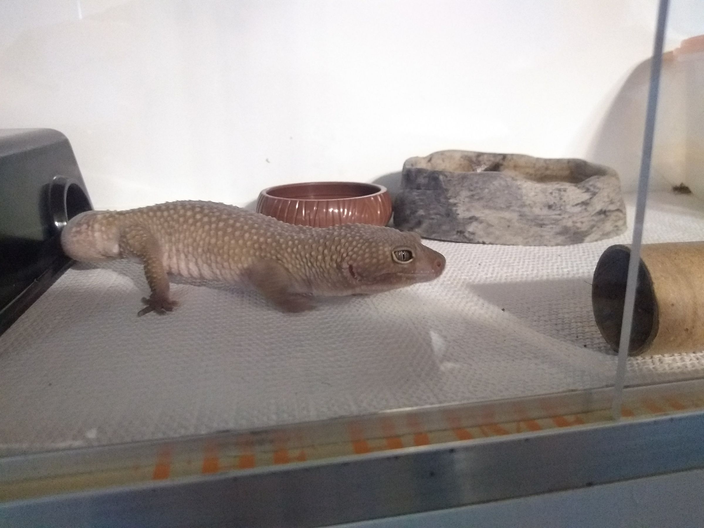 Upcycle a Particleboard Bookcase Into a Reptile Enclosure 21 Steps Instructables