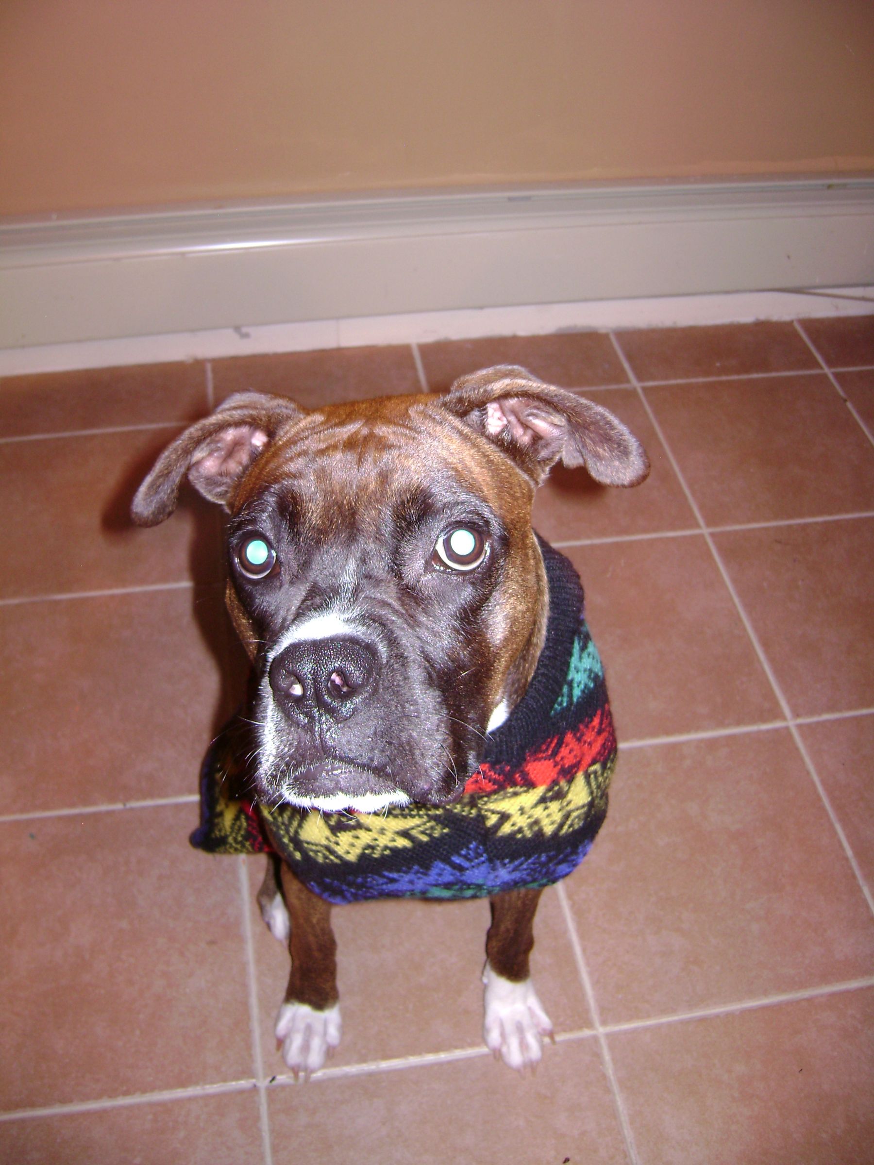 Ugly Dog Sweater 6 Steps Instructables