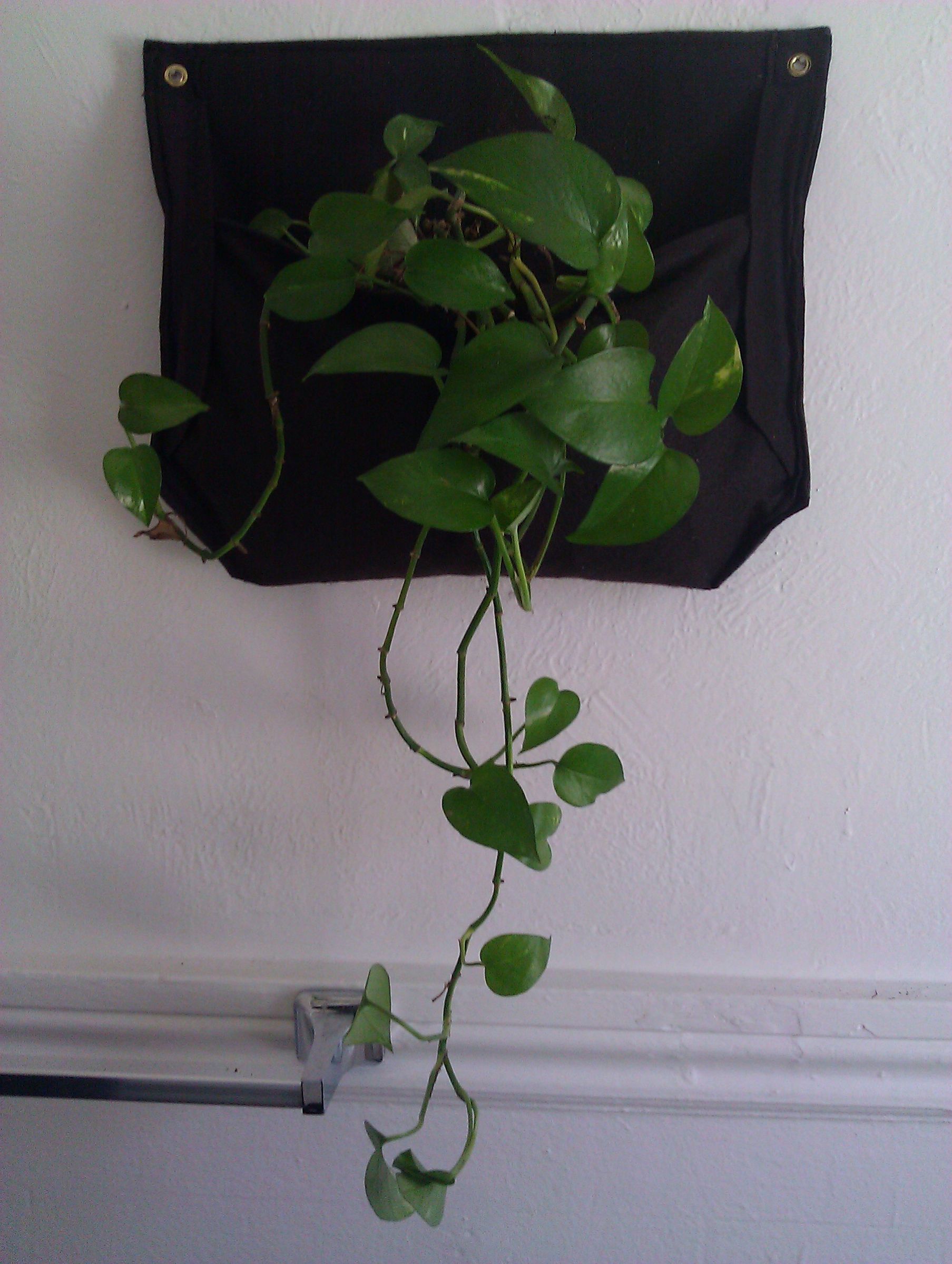 Hanging Plant Pocket 8 Steps (with Pictures) Instructables