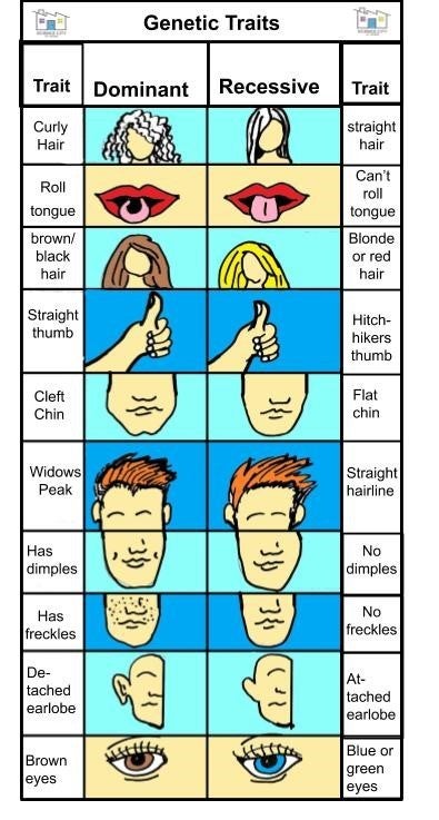 Is Curly Hair Dominant Or Recessive Captions Beautiful is-curly-hair-dominant-or-recessive-captions-beautiful