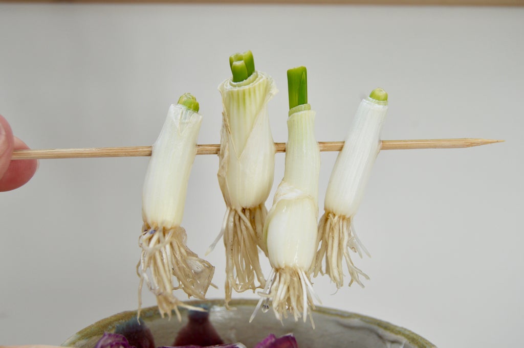 Grow Onions For Free 7 Steps With Pictures Instructables Grow Onions For Free 7 Steps With Pictures Instructables