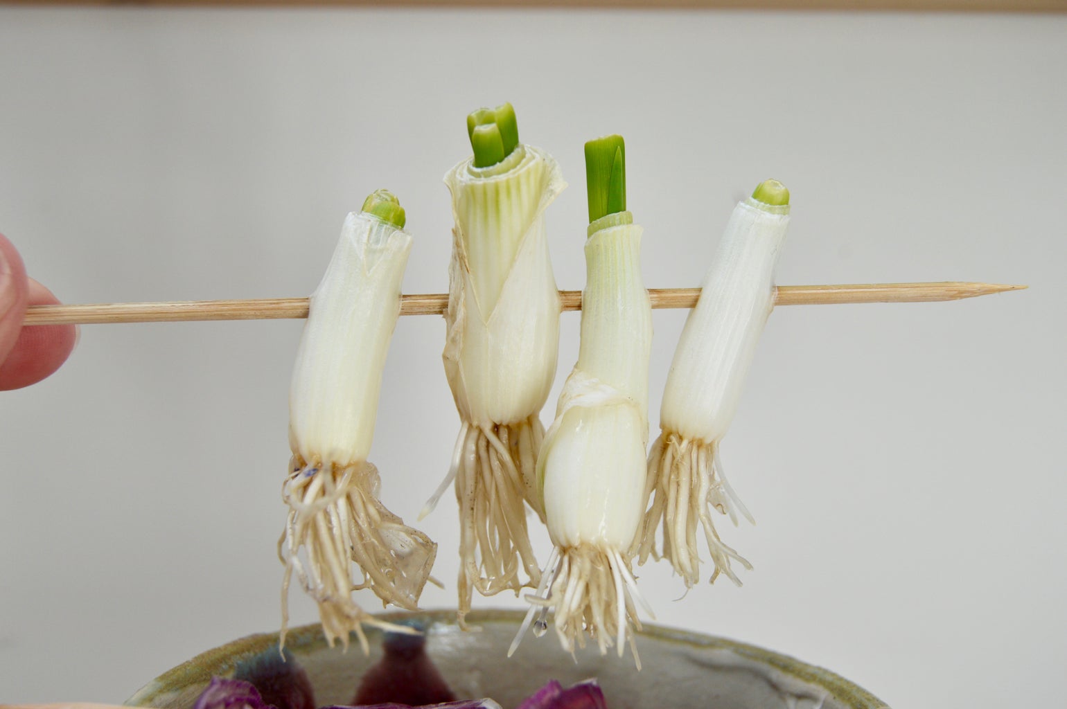 Grow Onions For Free 7 Steps With Pictures Instructables Grow Onions For Free 7 Steps With Pictures Instructables