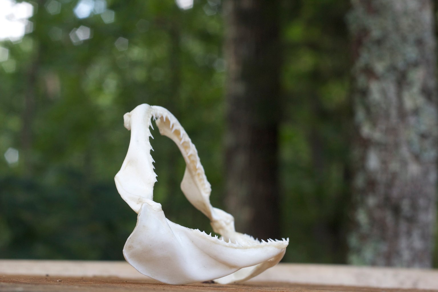 Preserving Shark Jaws And Skin From Start To Finish : 9 Steps (With  Pictures) - Instructables