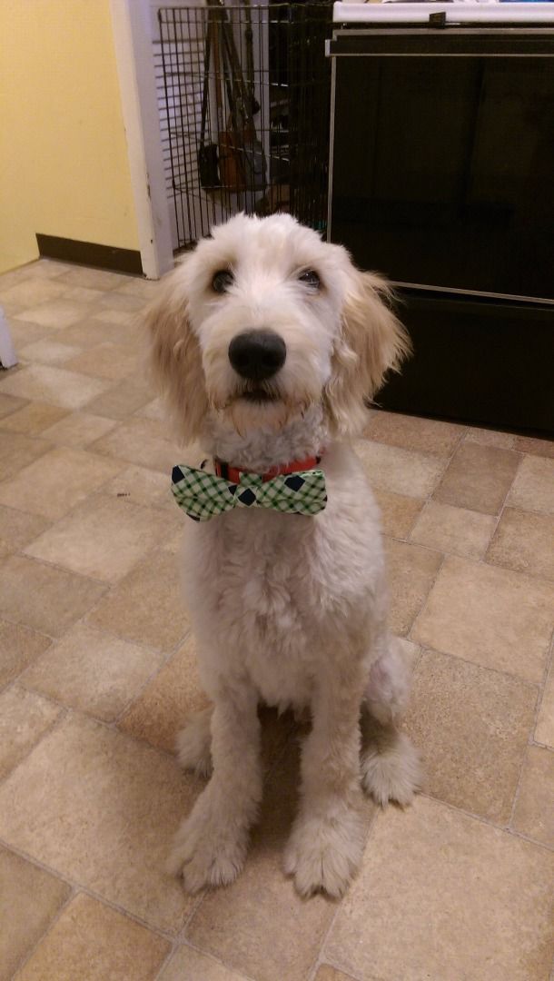 diy dog collar bow