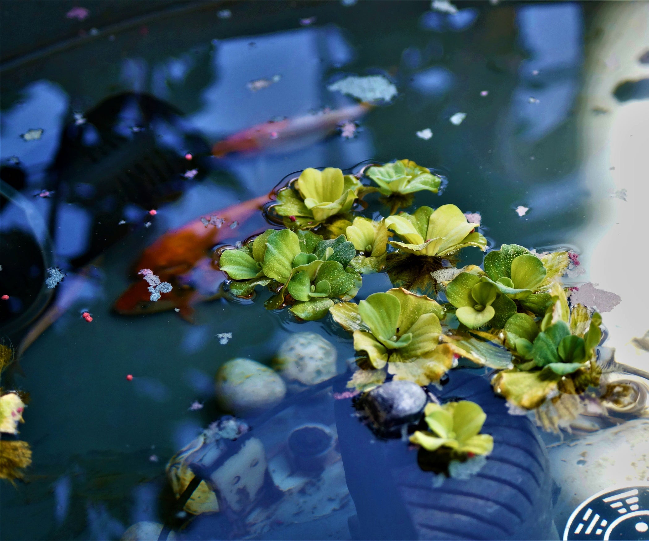 How to Add Moss to a Fish Pond 4 Steps (with Pictures) Instructables