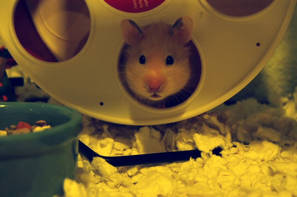 diy hamster run