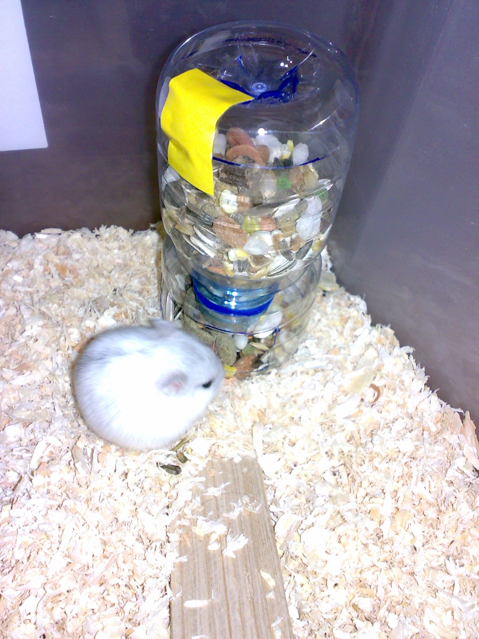 diy hamster bottle holder