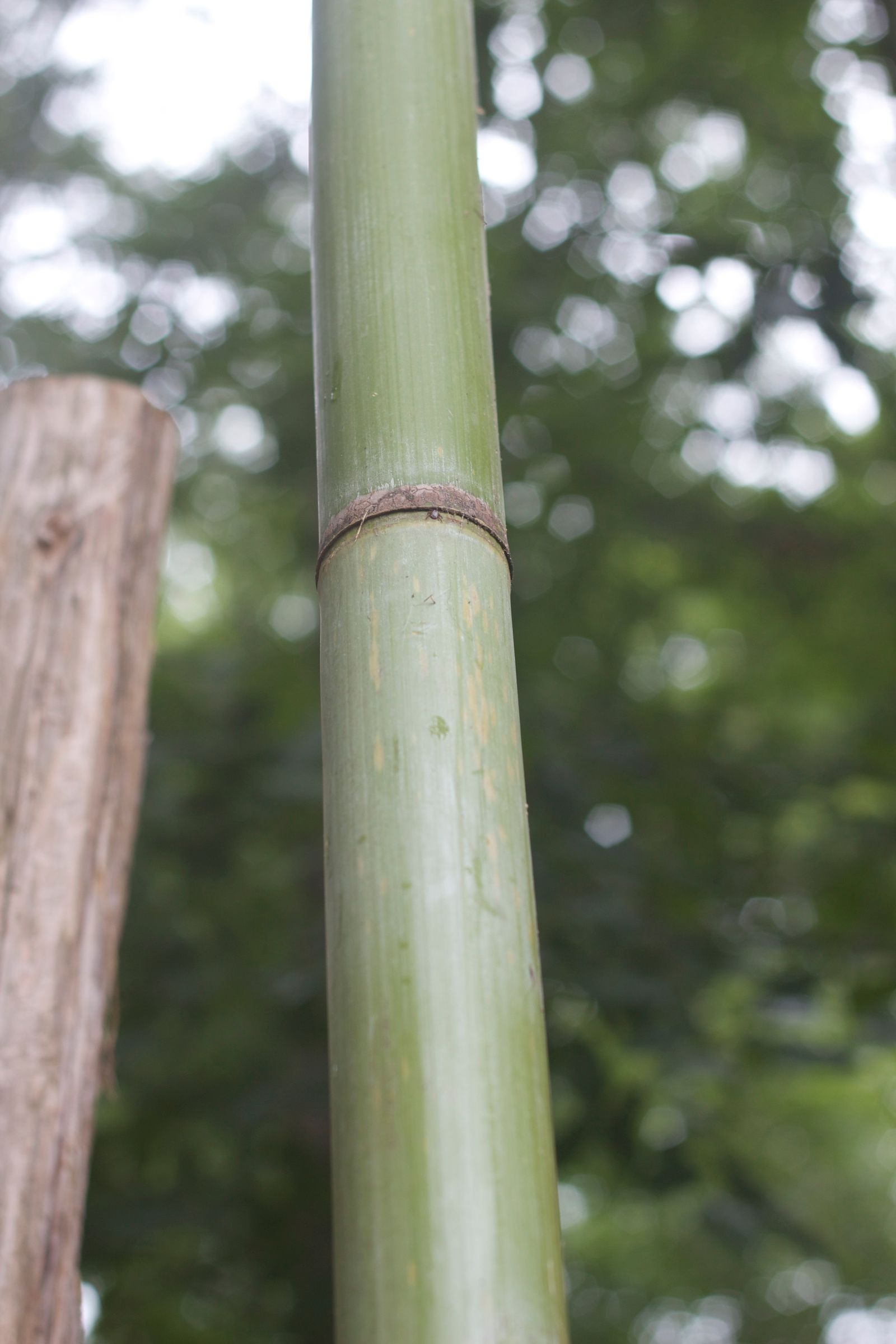 Clean, Chic Bamboo Cups 6 Steps (with Pictures) Instructables