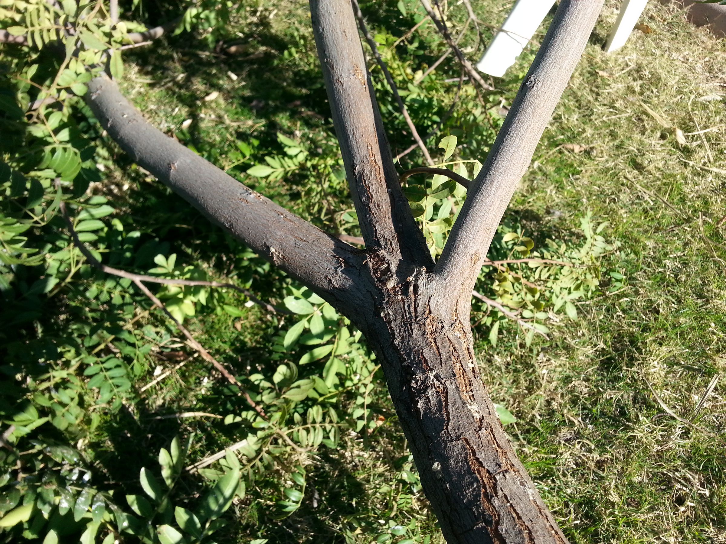 Rasp and Pepper Tree Knife : 6 Steps (with Pictures) - Instructables