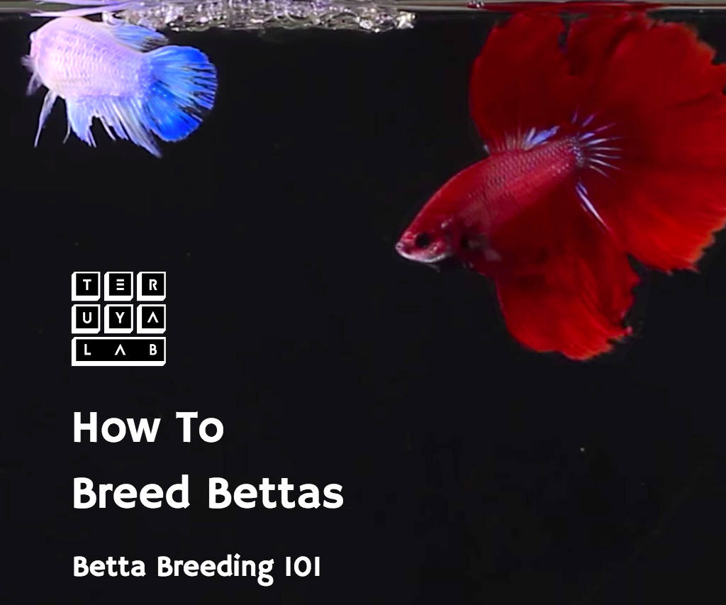 How to Breed Bettas: Betta Breeding 101 : 14 Steps (with Pictures) - Instructables