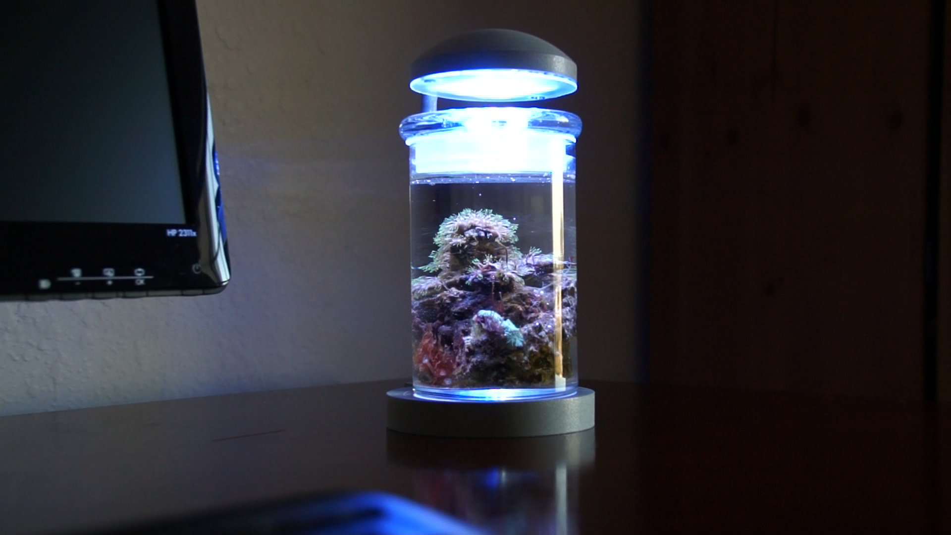 self sustaining desktop aquarium