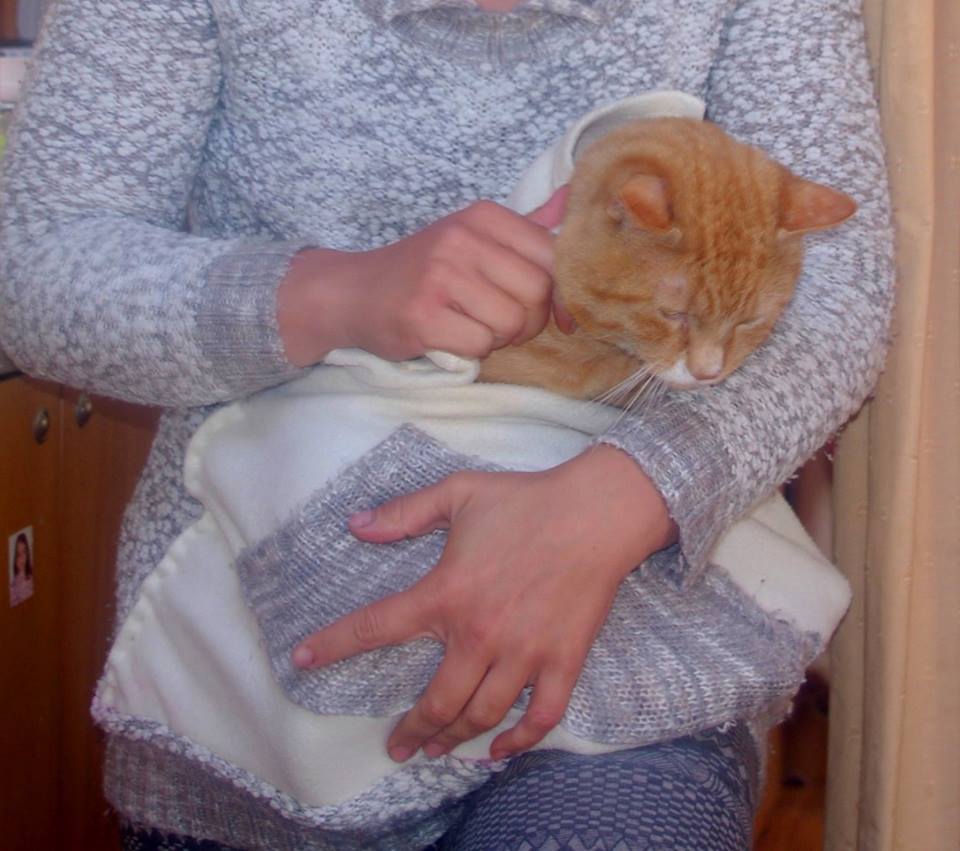 diy cat pouch hoodie