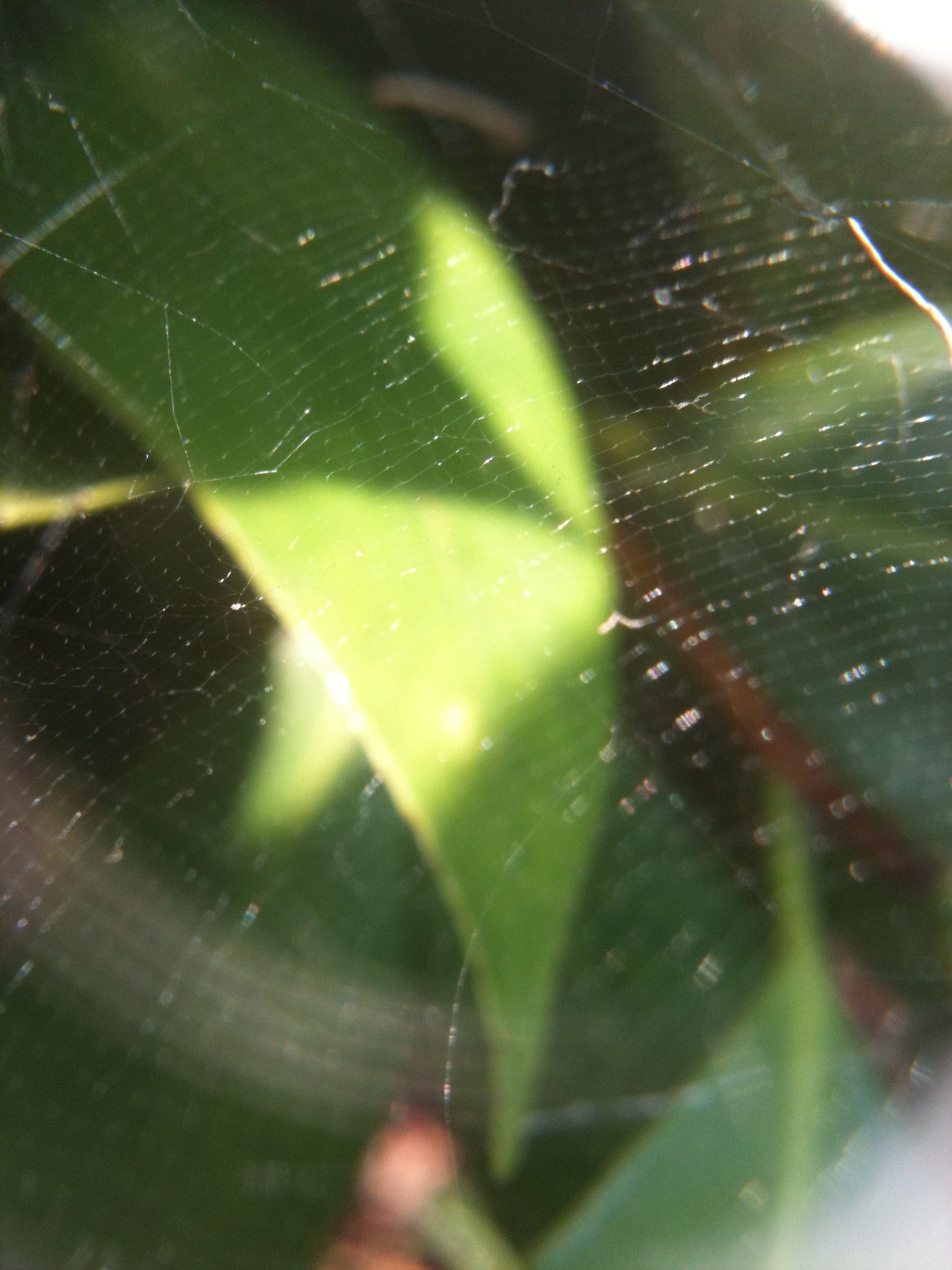 How to Make Spider Silk Thread 8 Steps (with Pictures) Instructables