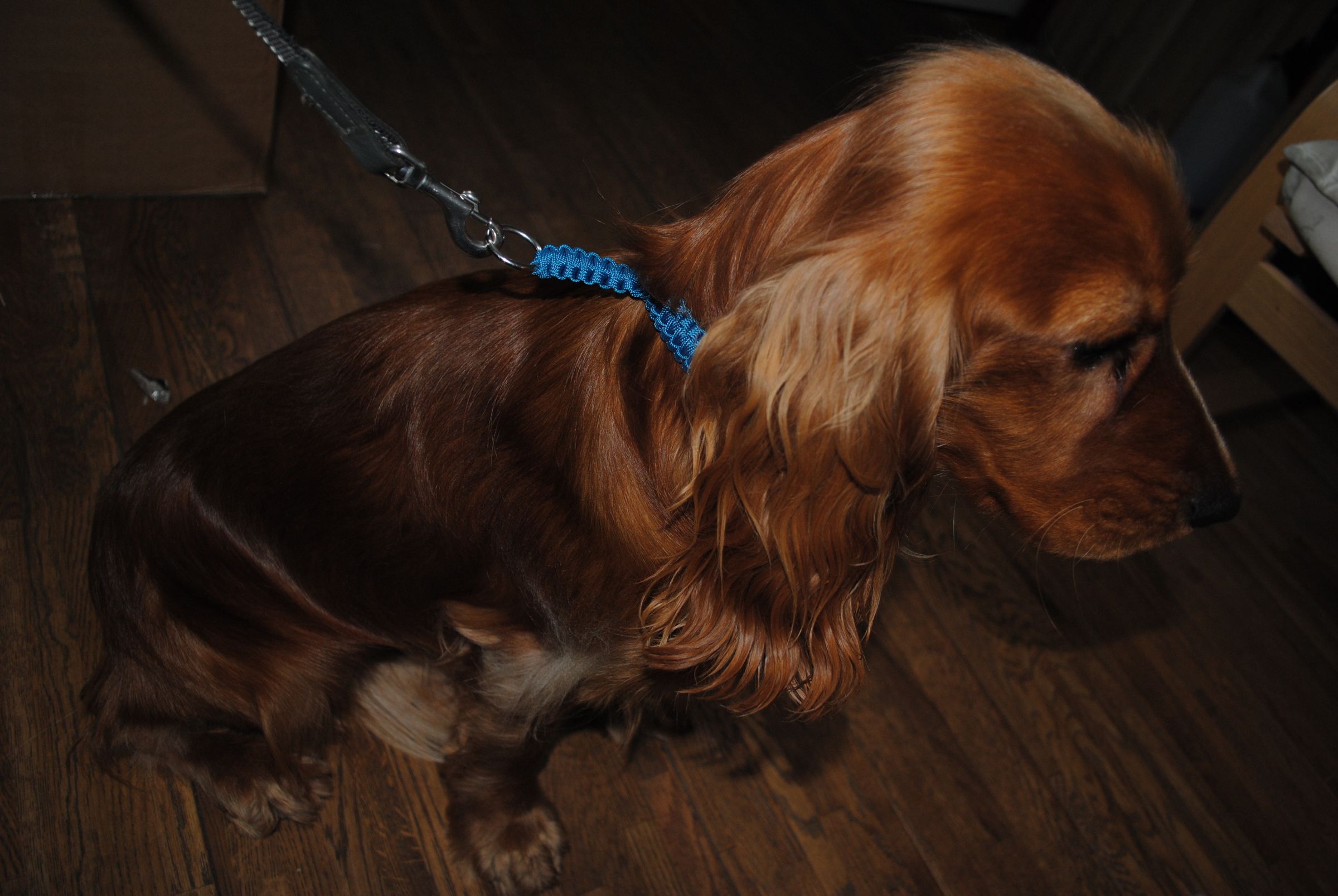 Paracord Dog Collar, Halti Collar 9 Steps Instructables