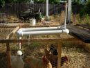 Water dispenser for chickens