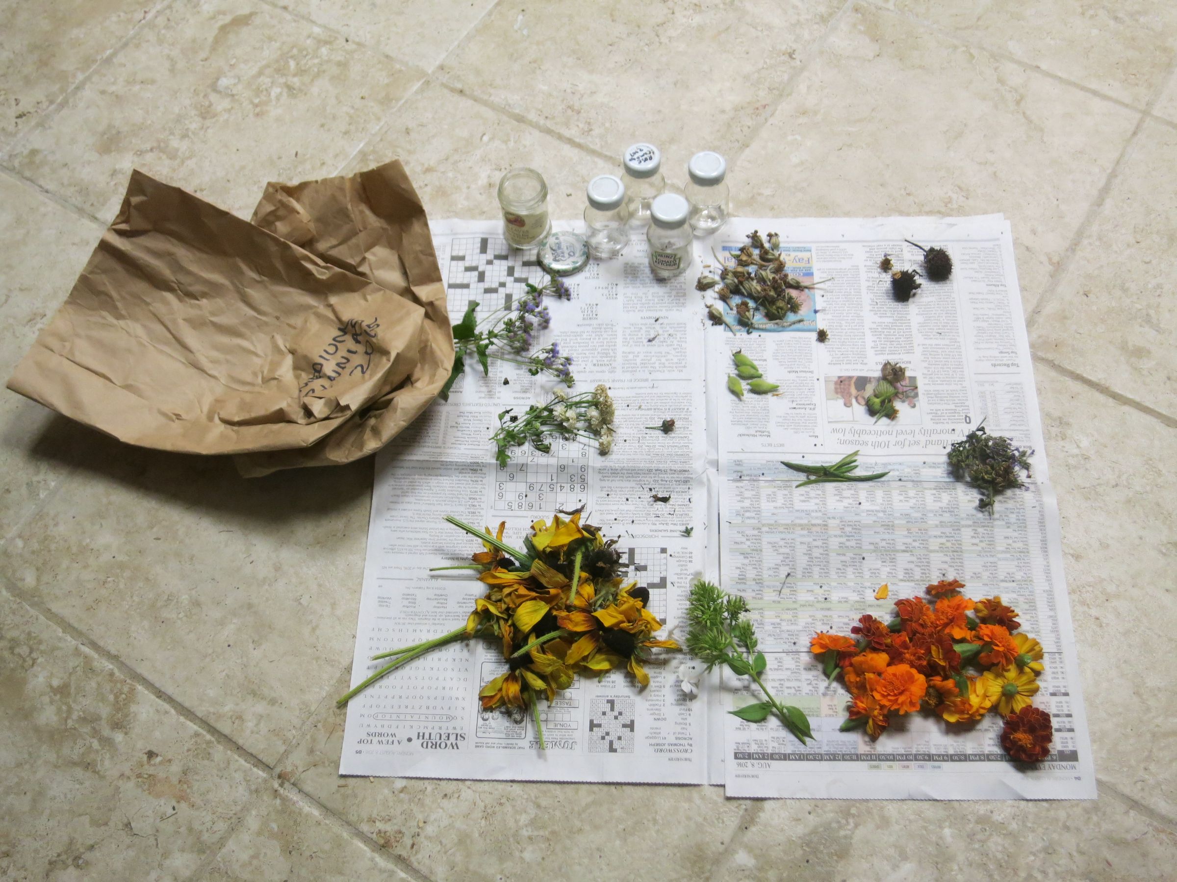 Harvesting Flower Seeds for Next Year's Gardens 3 Steps (with