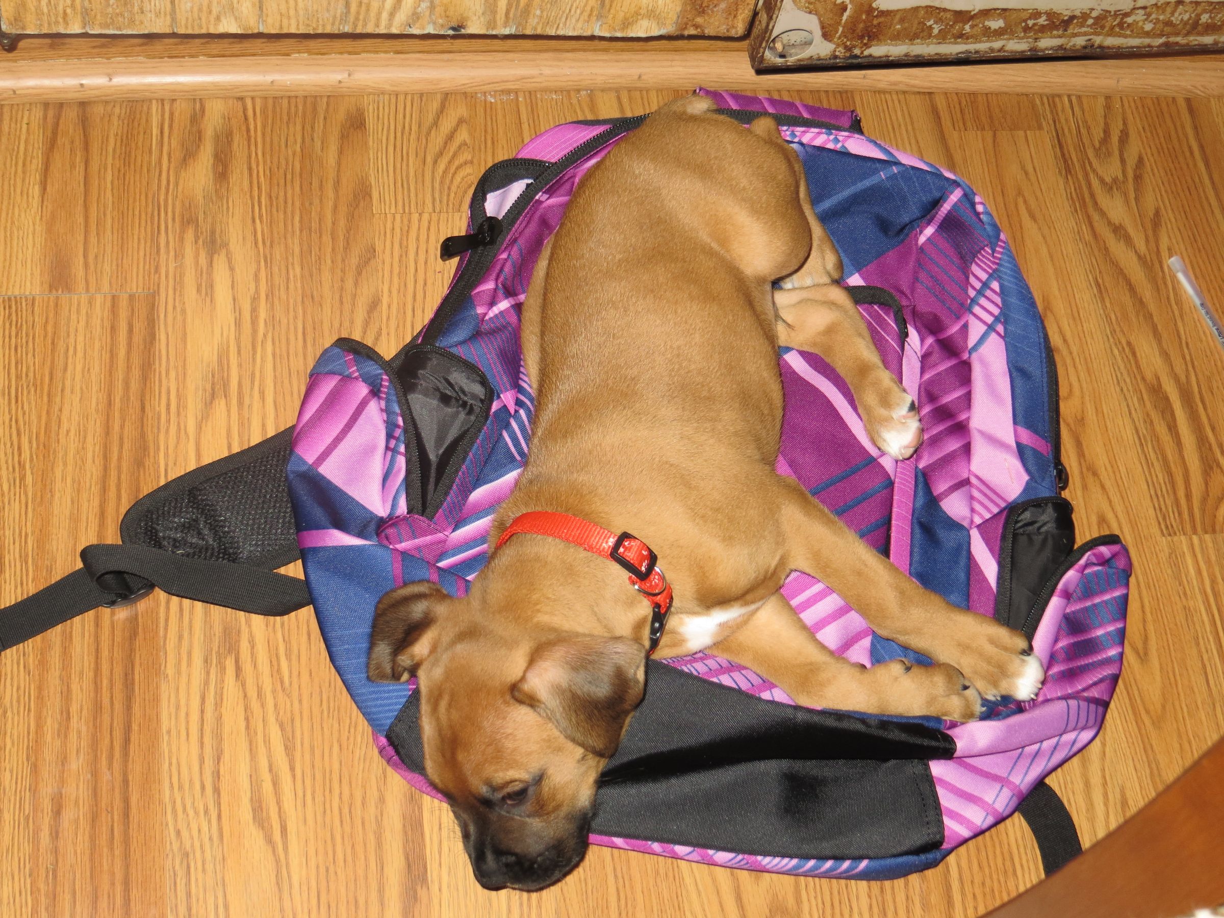 How To Put Puppies To Bed 5 Steps Instructables