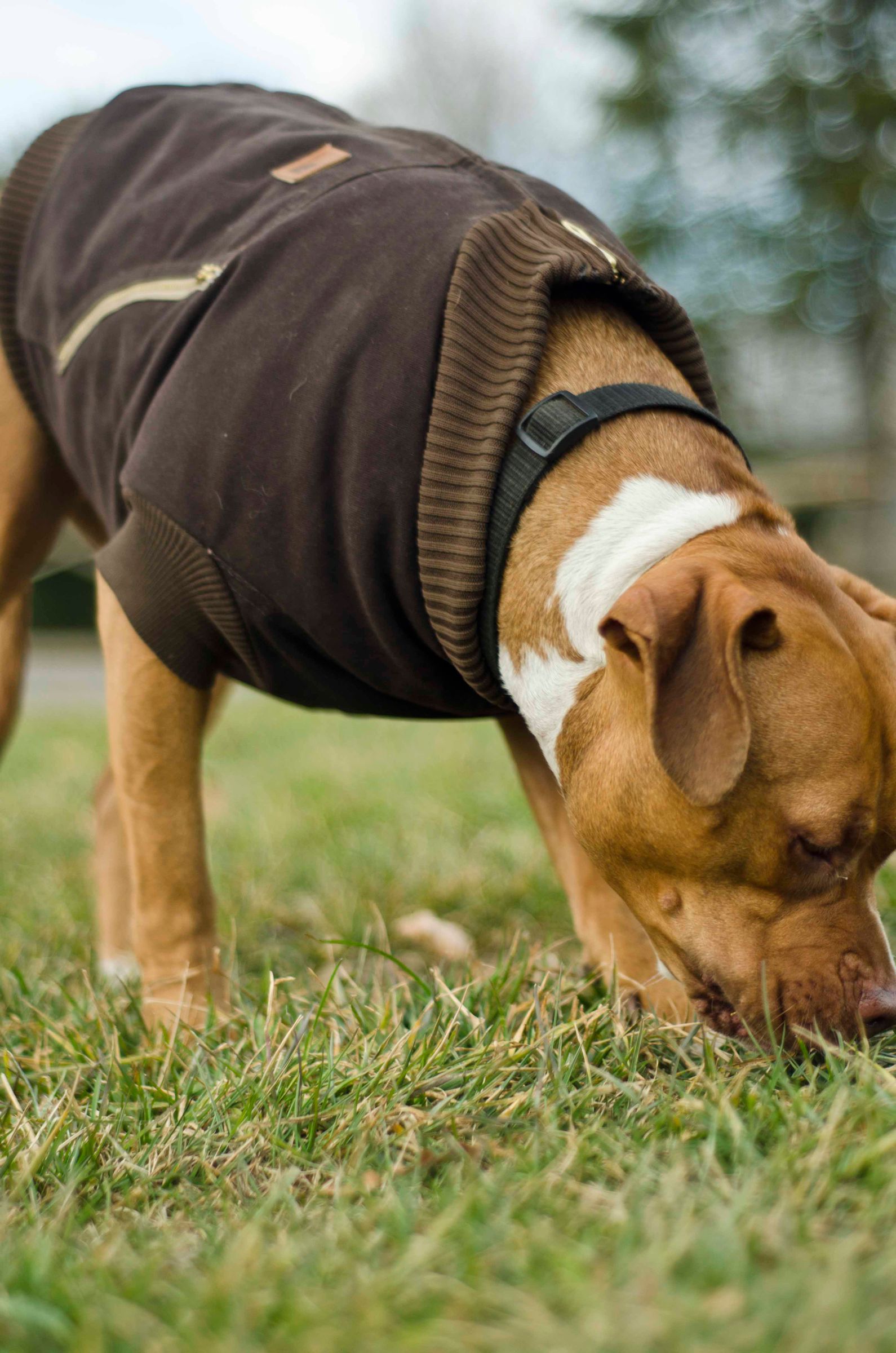 Canine Carhartt Coat for Your Pal! 11 Steps (with Pictures