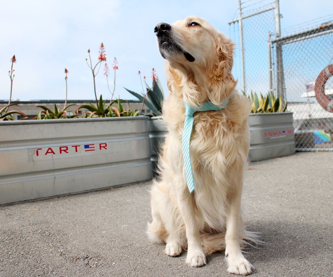 Dog Ties 10 Steps (with Pictures) Instructables