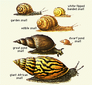 How To Care For Your Pet Garden Snails!(Garden Snails Only) : 3 Steps -  Instructables