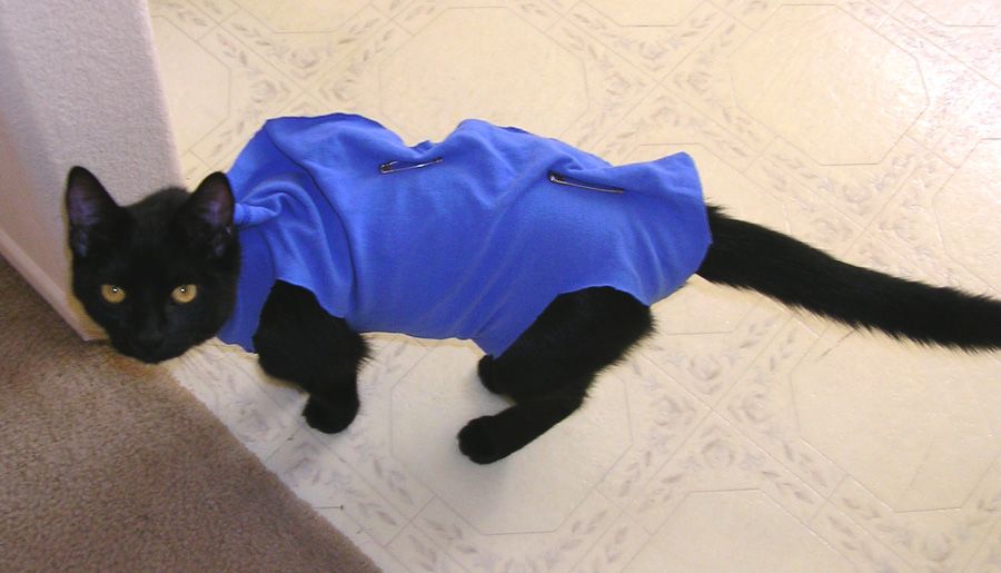 cat spay sweater