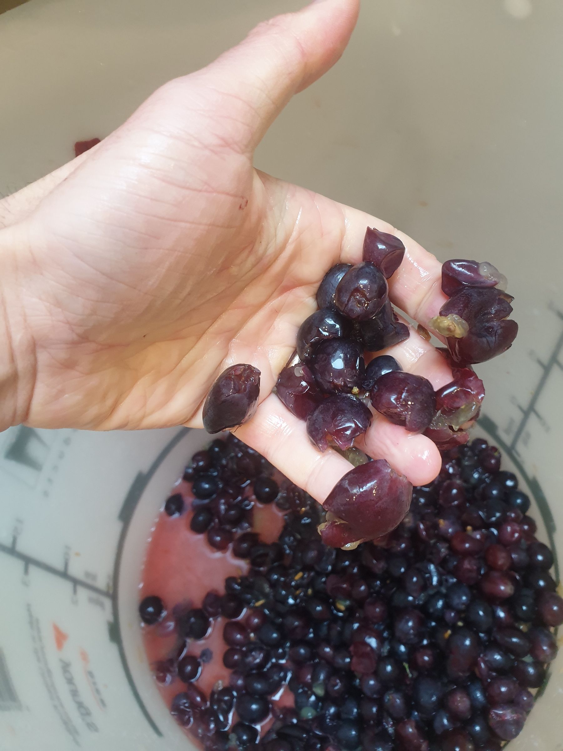 How to Make Your Own Wine From Grapes at Home 20 Steps (with Pictures) Instructables