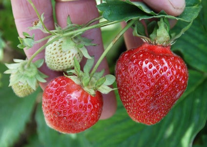 No Budget Strawberries 7 Steps With Pictures Instructables No Budget Strawberries 7 Steps With Pictures Instructables