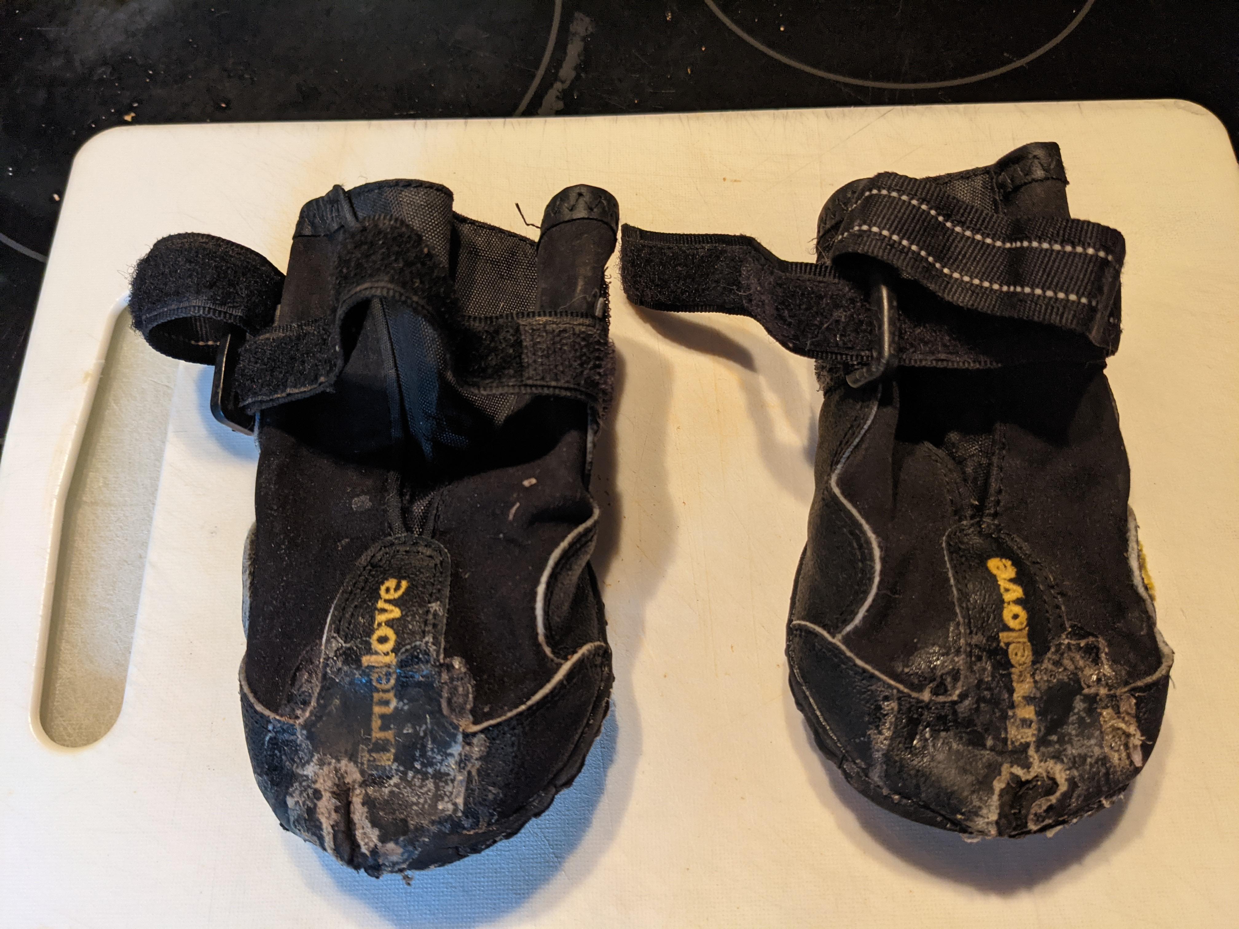 AntiKnucking Shoes for Dogs With Degenerative Myelopathy 7 Steps