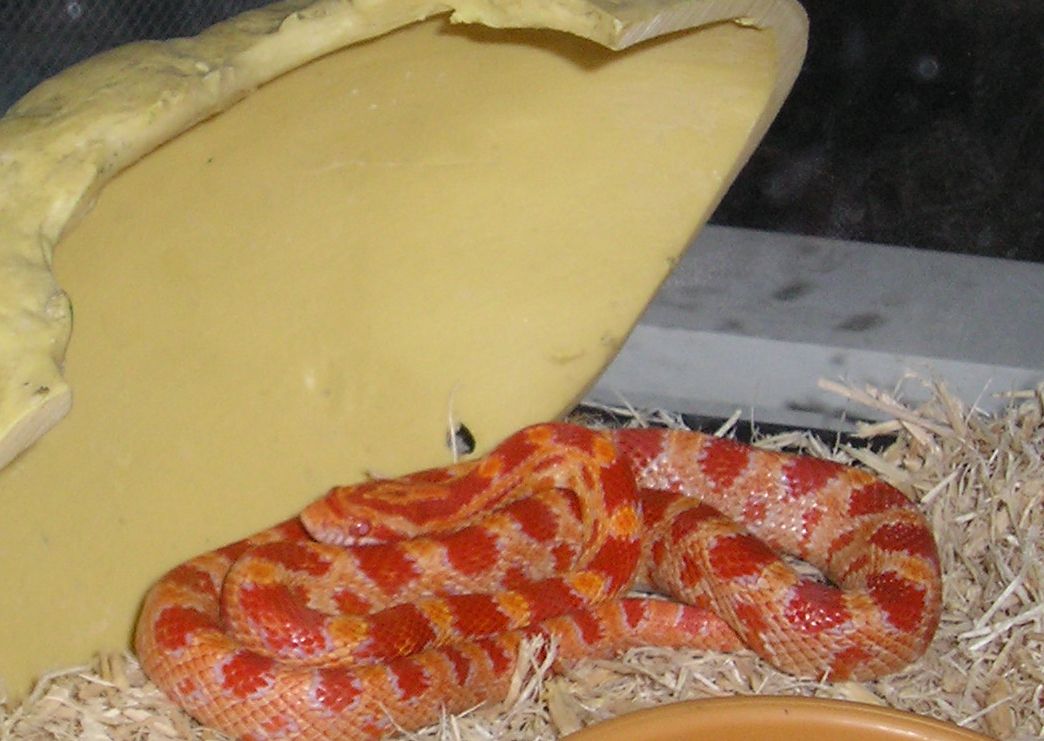 Your First Pet Snake 7 Steps Instructables