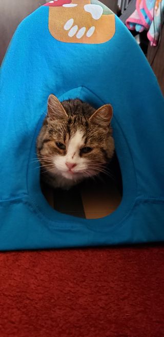 DIY Cat Tent